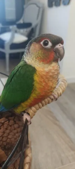 animal reunited   44850 Saint-Mars-du-Désert Kiki