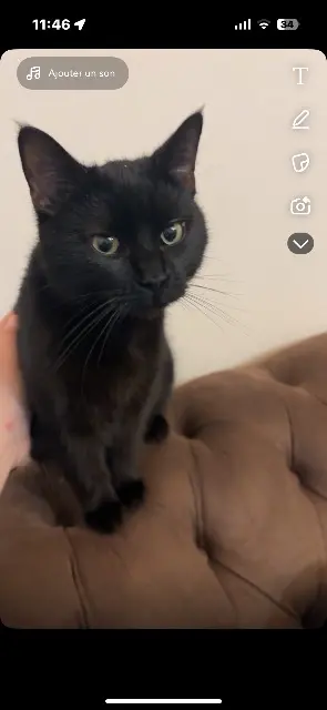 animal reunited   51340 Val-de-Vière Vicky