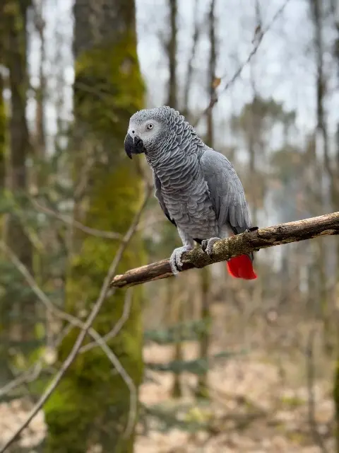 animal reunited   56250 Treffléan Zazou
