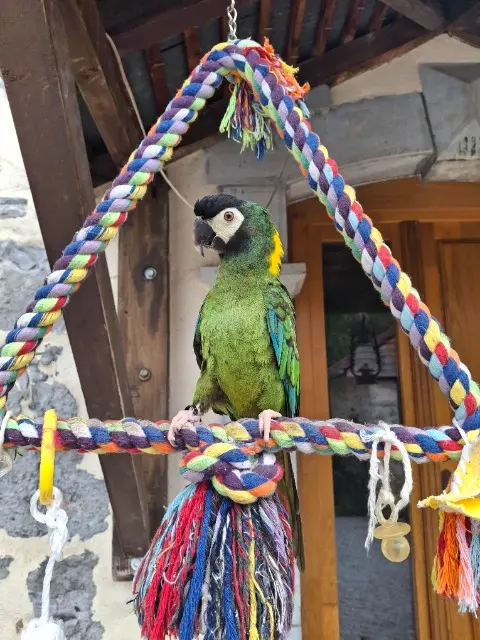 animal reunited   64680 Ogeu-les-Bains Paulie
