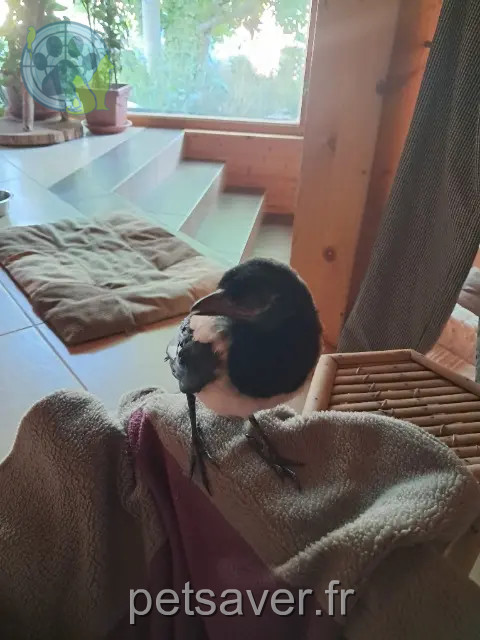 animal reunited 67204 Achenheim Pica