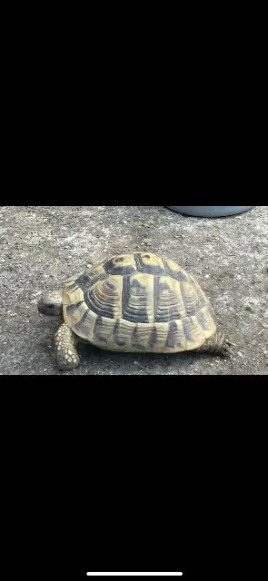 animal reunited   68280 Sundhoffen Ninja