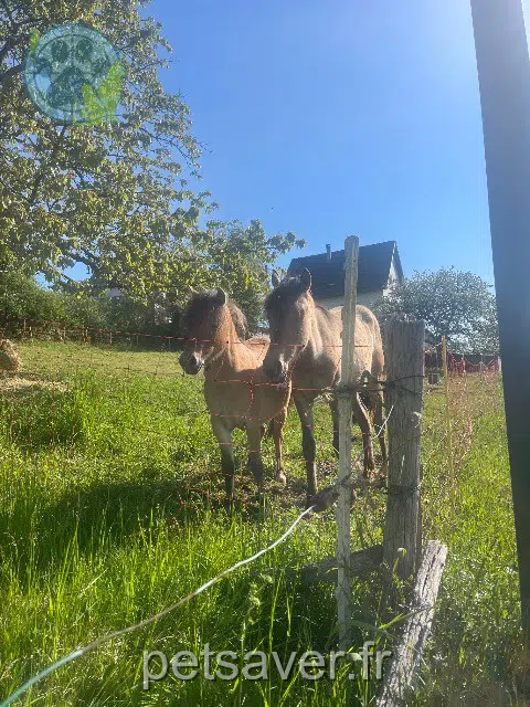 animal reunited   68800 Rammersmatt Olympeetphyllali