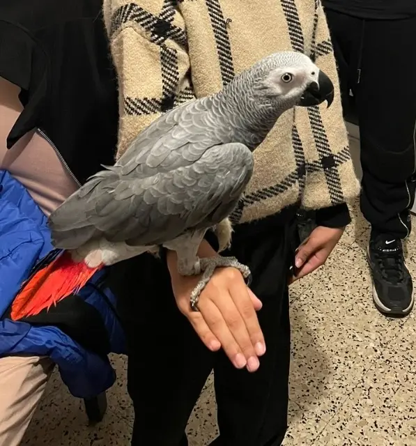 animal reunited    Lyon Nina