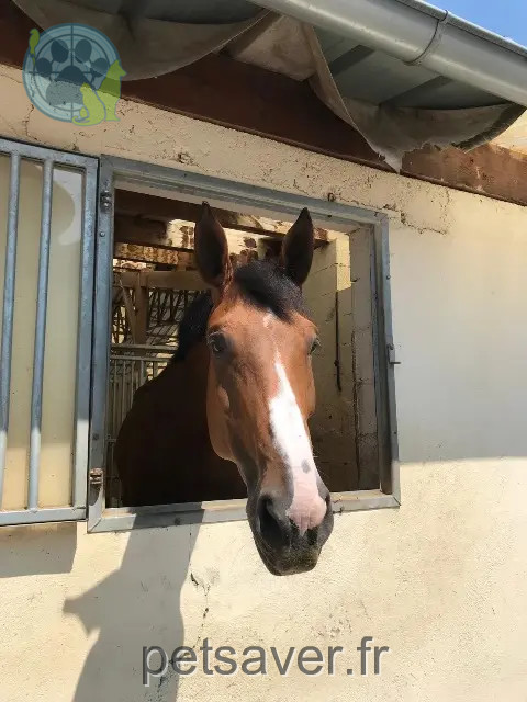 animal reunited   74140 Sciez Belle