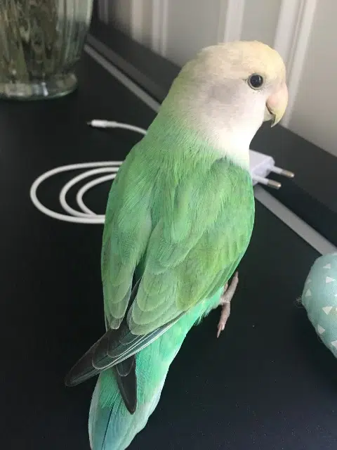 animal reunited    Paris Pistache