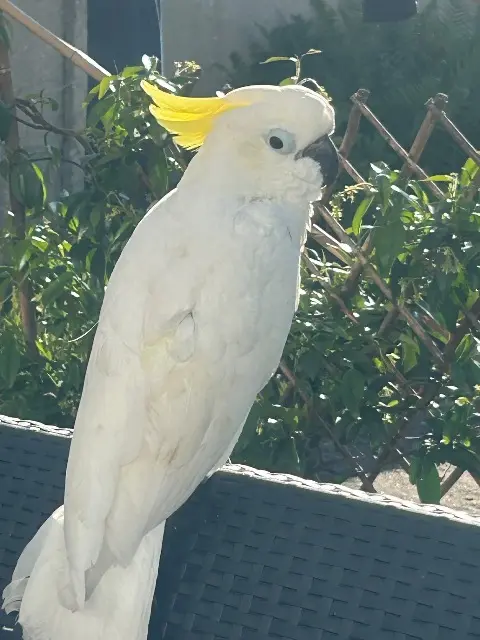 animal reunited   76350 Oissel-sur-Seine Salsa