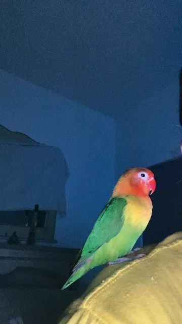 animal reunited   83670 Barjols Mandarine