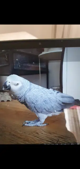 animal reunited   92500 Rueil-Malmaison Coco