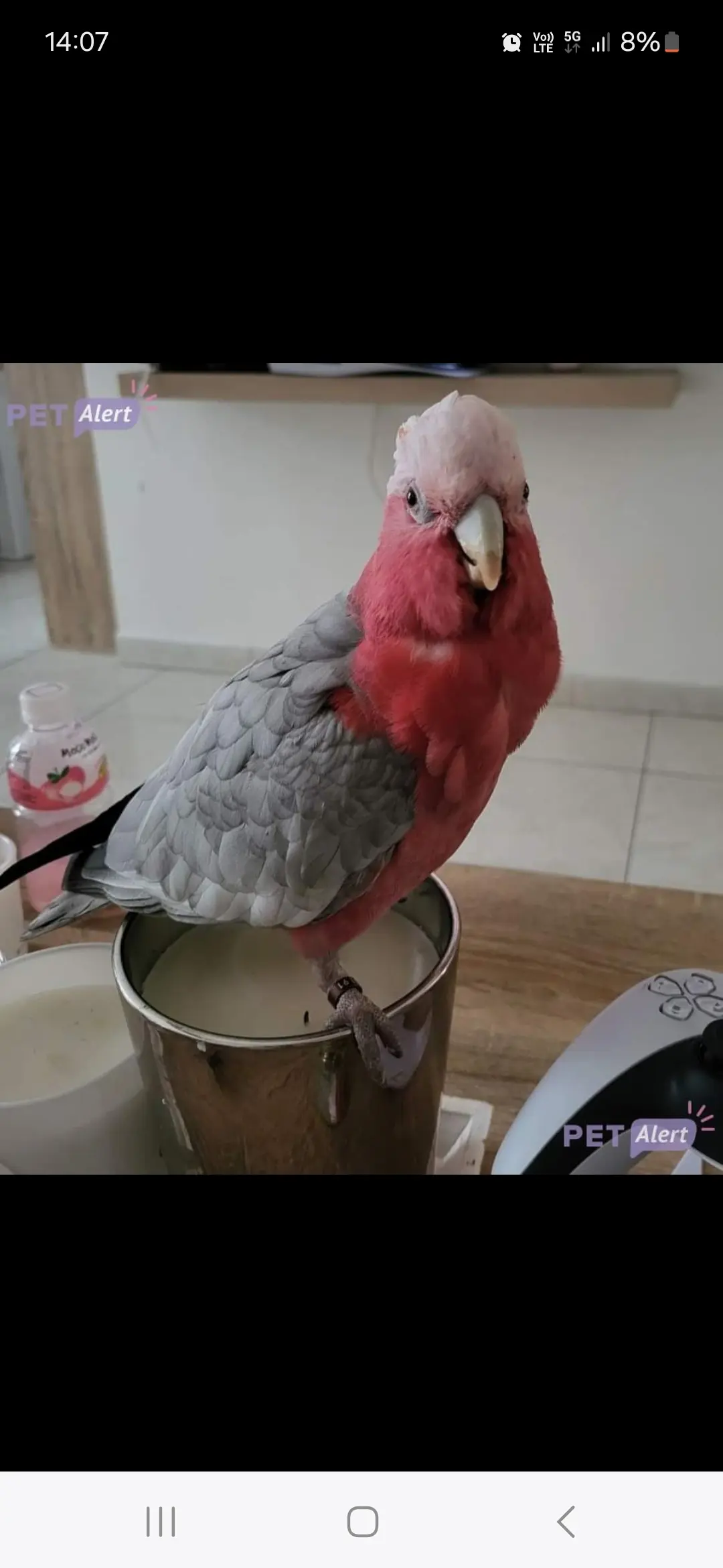 animal reunited 3 Allée de la Dhuys 93220 Gagny Fifille