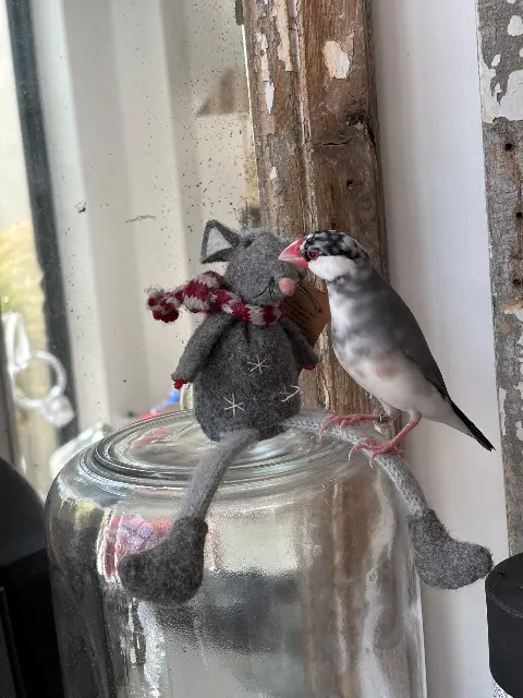 animal reunited   14600 Honfleur Lumette