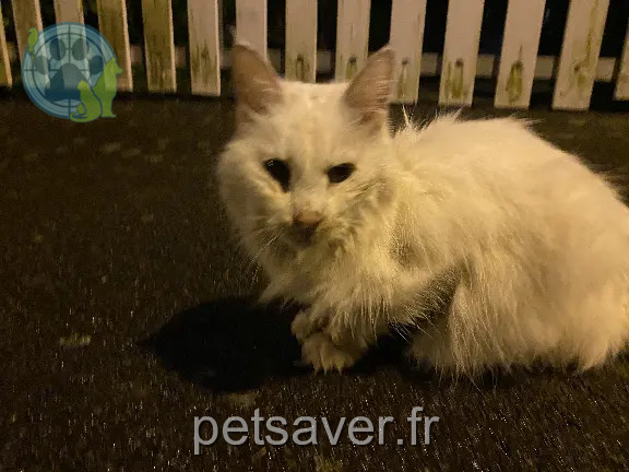 Trouvé 35 Ille-et-Vilaine Rennes Trouvé 35 Ille-et-Vilaine Rennes
