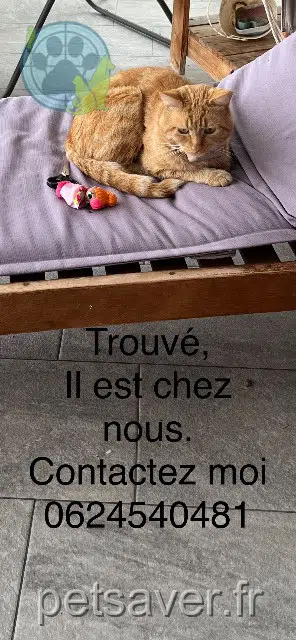 animal found   66180 Villeneuve-de-la-Raho Eva gergely