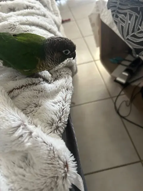 animal found   83400 Hyères Opal