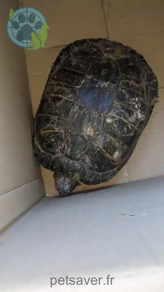 Trouvée 49 Maine-et-Loire - Charlotte-cariou Trouvée 49 Maine-et-Loire - Charlotte-cariou