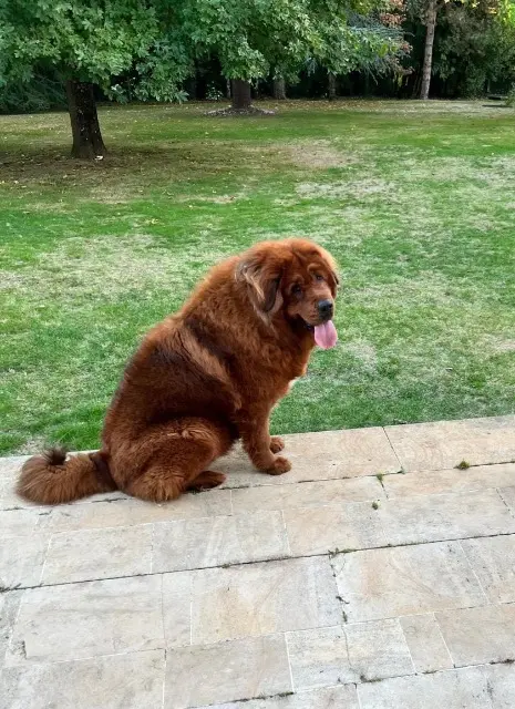 chienne lost   86400 Savigné Troia