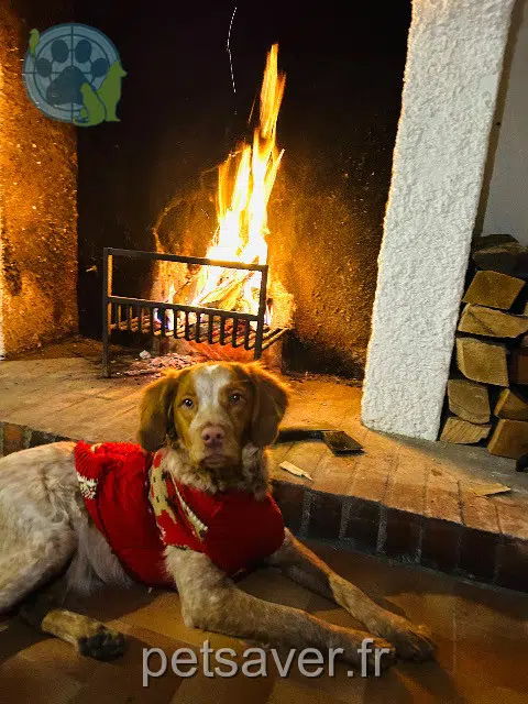 chienne reunited    Saint-Étienne Luna
