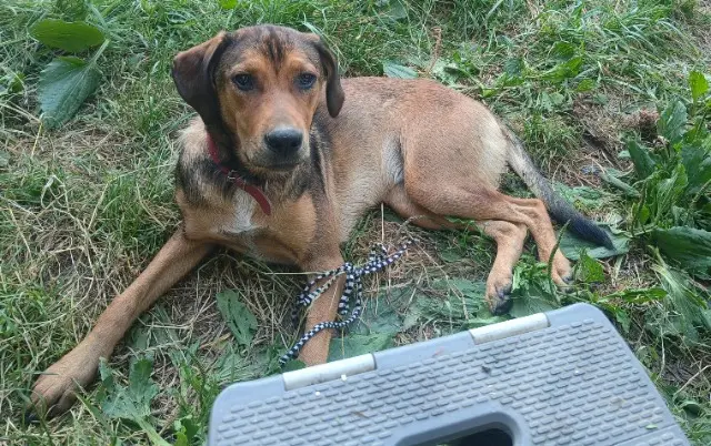 chienne lost   33760 Montignac Sua