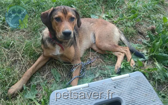 chienne perdue 33760 Montignac Sua chienne lost 33760 Montignac Sua