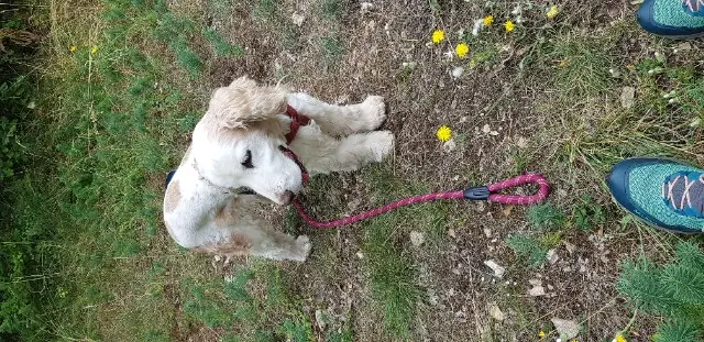 chienne lost   38080 L'Isle-d'Abeau NEVE