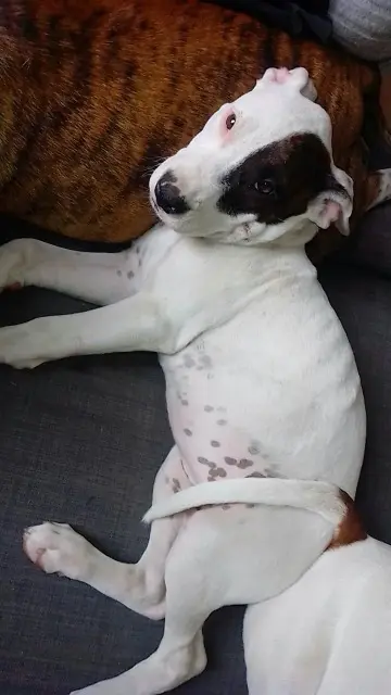 chienne lost   45490 Sceaux-du-Gâtinais Milah