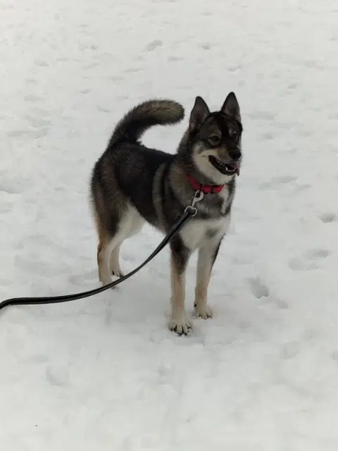 chienne lost   73160 Saint-Sulpice Vicky