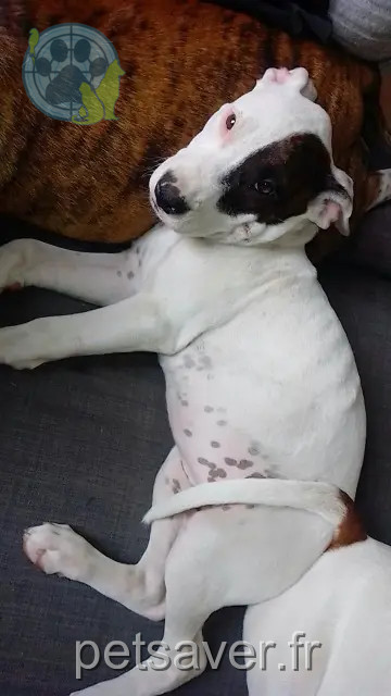 chienne reunited 45490 Sceaux-du-Gâtinais Milah