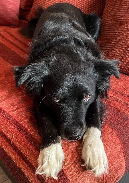 chienne reunited   73600 Salins-Fontaine Lucy