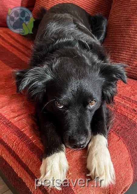 perra reunited   73600 Salins-Fontaine Lucy