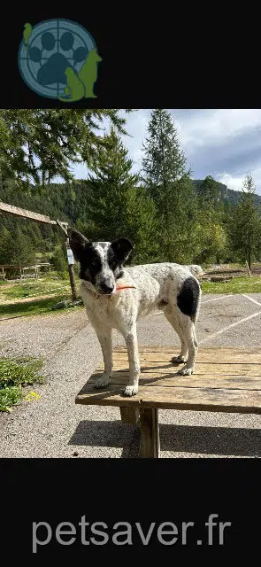 chien lost   07300 Saint-Barthélemy-le-Plain Tilu