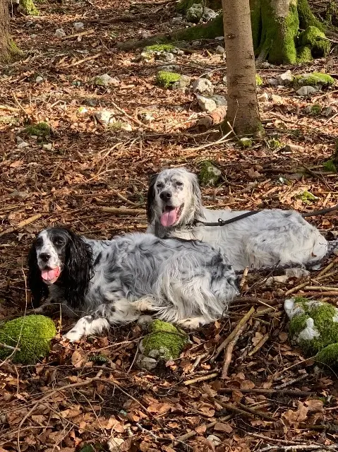 chien lost   25380 Belleherbe Wall-e et Lola