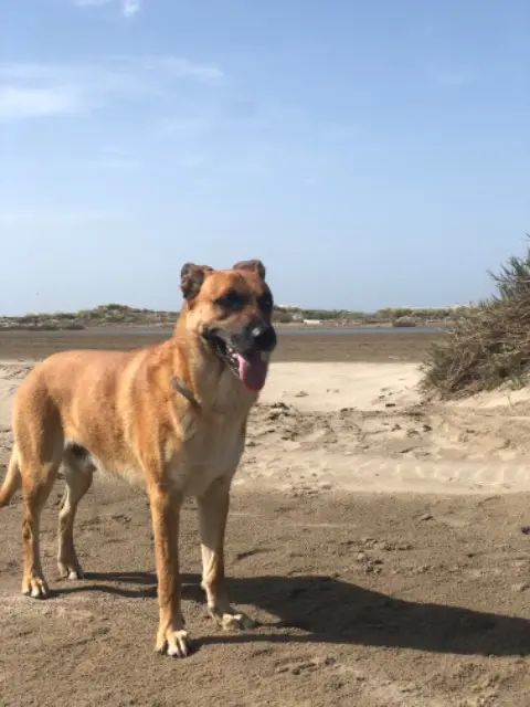 chien lost    Montpellier Gennaro