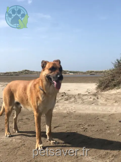 chien perdu Montpellier Gennaro chien lost Montpellier Gennaro