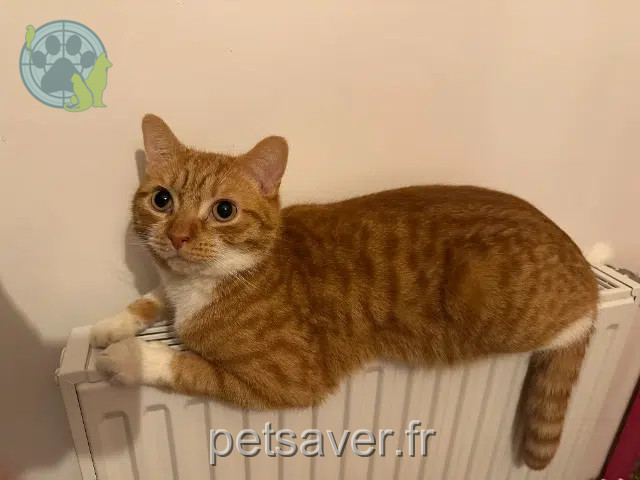 chat found   29170 Pleuven Neige