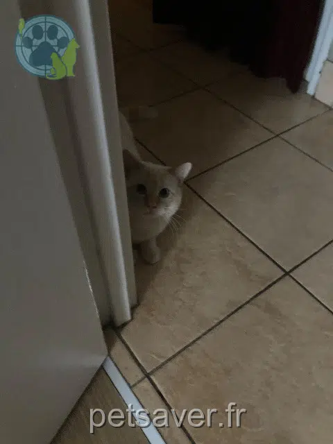 chat found    Nantes Yuki