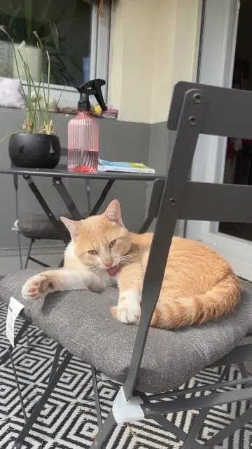 chat found    Angers Nom inconnu