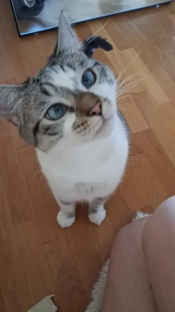 chatte found    Paris Nala