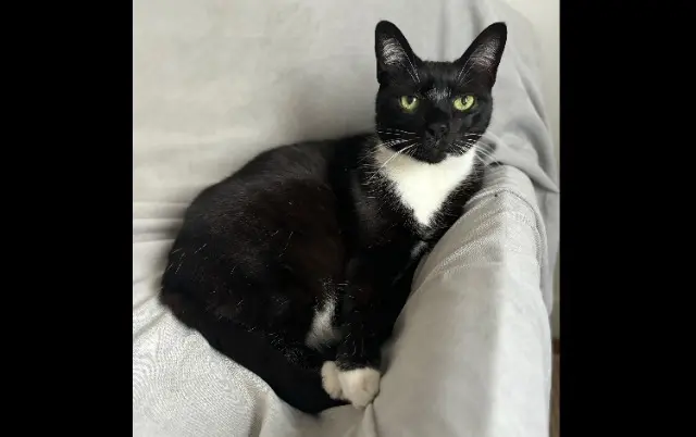 chat found    Paris Yuki