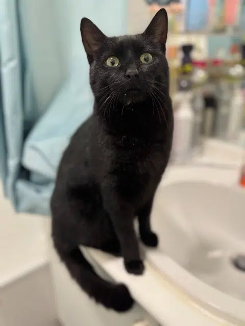 chatte found   78360 Монтессон Unknown