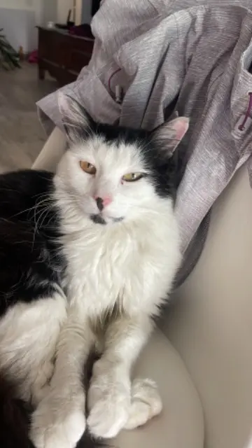 chatte lost   01630 Saint-Genis-Pouilly Macha