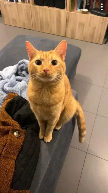 chat lost   01090 Genouilleux Marin