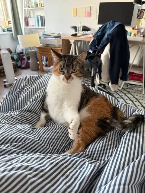 Katze lost   02600 Villers-Cotterêts Bibi
