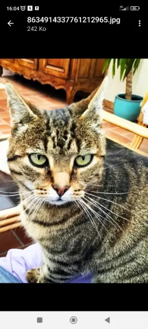 chatte lost   02430 Gauchy Mia