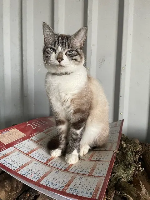 chat lost   03340 Neuilly-le-Réal Oscar