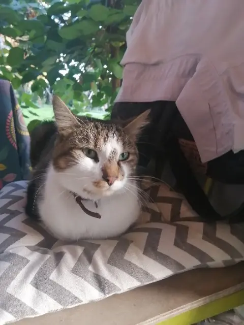 chat lost   03400 Toulon-sur-Allier Platon