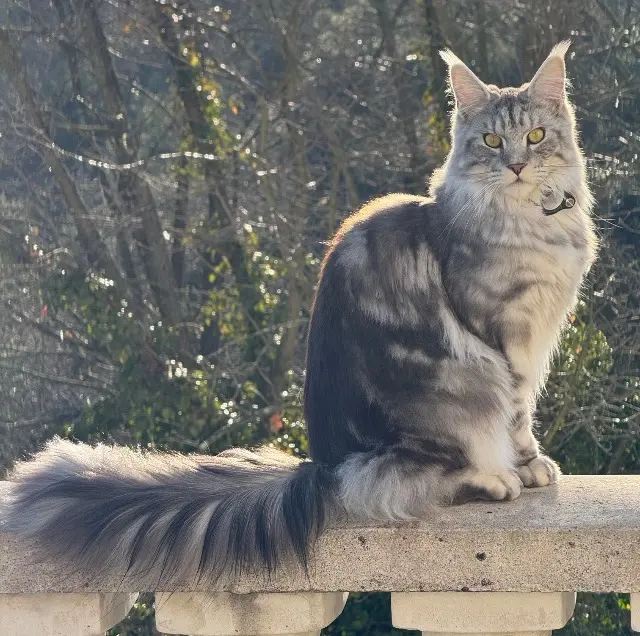 chat lost   06640 Saint-Jeannet Akkito (toutoune)