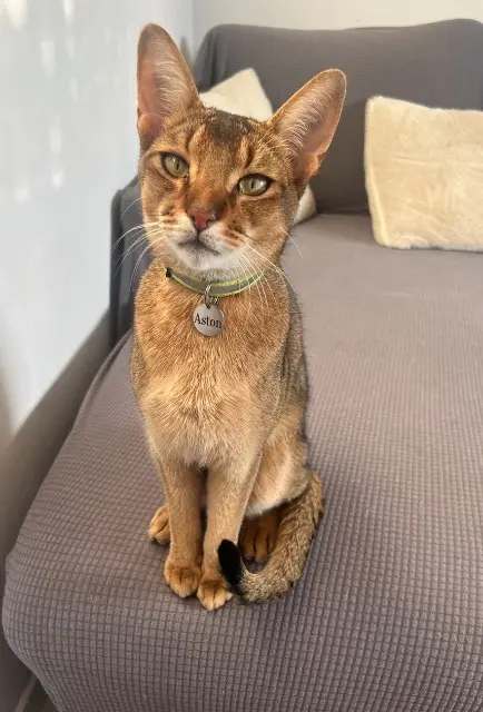 chat lost   06800 Cagnes-sur-Mer Aston