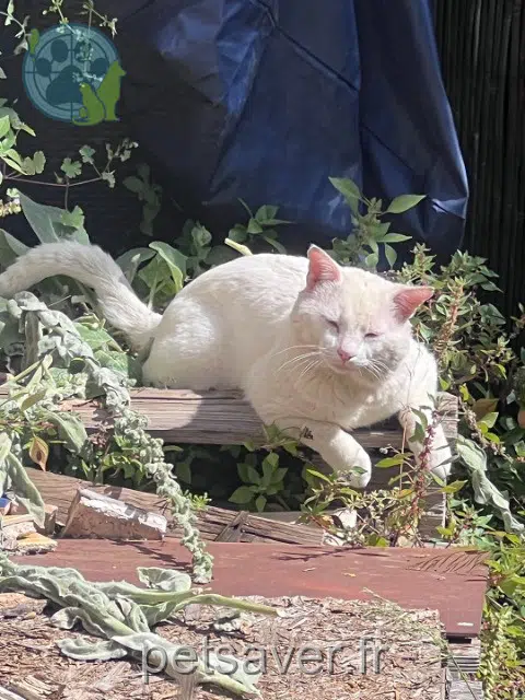 chat perdu 06340 Drap Blanco chat lost 06340 Drap Blanco