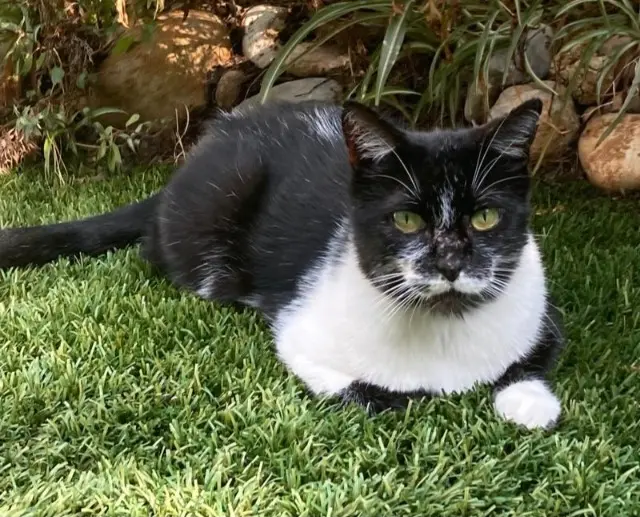 chatte lost   06420 Tournefort Camelia