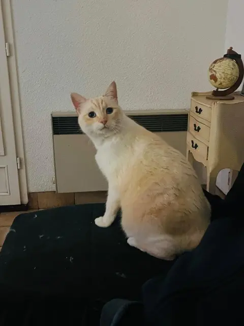 chat lost   06220 Vallauris Chafou